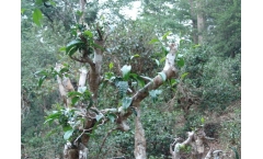 十多万人入山作茶的中国普洱茶古六大茶山