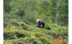 划重点:关于2018年普洱茶行业,你需要清楚的是