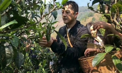 李亚鹏加入今年的普洱茶炒茶大军,普洱茶行情扑朔迷