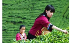 普洱茶:从“一叶”到“一业”的四十年
