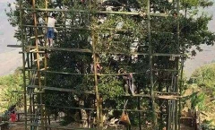 普洱茶在拍场的价格?贵吗