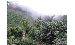 原始森林覆盖——文山顶古树普洱茶